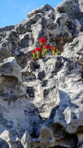 Crassula coccinea part of high society